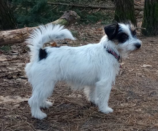 Jack russell terrier